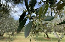 E-Bike Farm Tour in Kefalonia with Honey and Olive Oil Tastings