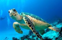 Three Islands Full Day Trip With Snorkeling