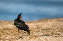 Souss-Massa National Park Guided Tour with Hotel Pickup