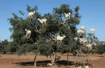 Trip to Spot Tree-Climbing Goats from Agadir