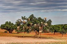 Trip to Spot Tree-Climbing Goats from Agadir