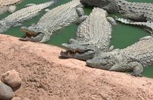 Visit to Crocoparc from Agadir or Taghazout with Entrance Tickets