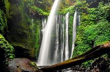 Sendang Gile and Tiu Kelep Waterfall Private Tour