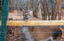 Libearty Bear Sanctuary and Bran Castle private full-day tour