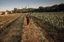 Wine Tasting, Street Food Platter and Vineyard Self-Tour
