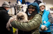 Cat walking tour in Reykjavik