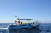 La Gomera Whale Watching Cruise
