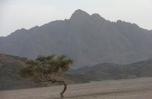 Quad Bike Morning Safari with Bedouin Tea Tasting in Marsa Alam