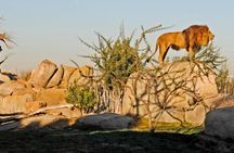 Entrance ticket to Bioparc Valencia