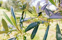 EVO Oil and Table Olive Course with a Professional Oil Taster in Rome