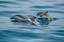 Sunset Dolphin Watching Boat Tour from Giardini-Naxos