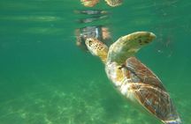 Cenotes and Swimming with Turtles Private Tour