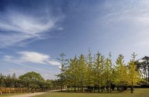 Serralves All-Access Pass