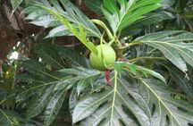 Private Tour to Spice Plantation from The Mora Zanzibar