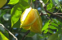 Private Tour to Spice Plantation from The Mora Zanzibar