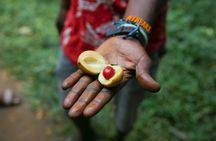 Private Tour to Spice Plantation, Cave, and Village Adventure from The Mora Zanzibar
