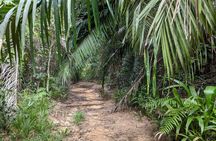 Private Tour to Hike in the Masingini Forest from The Mora Zanzibar