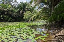 Private Tour to Hike in the Masingini Forest from The Mora Zanzibar