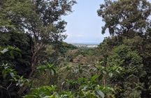 Private Tour to Hike in the Masingini Forest from The Mora Zanzibar