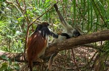 Private Tour to Hike in the Jozani Forest from The Mora Zanzibar