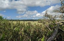 Private Tour to Hike in the Jozani Forest from The Mora Zanzibar