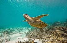 Daymaniyat Island Tour with Snorkelling
