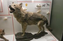 Milan Natural History Museum entry ticket with audio guide