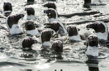 Cape Town Marine Wildlife Boat Cruise