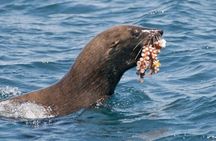 Cape Town Marine Wildlife Boat Cruise