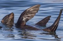 Marine Wildlife Boat Cruise and Cape Peninsula Tour