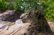 Central Park Zoo and Manhattan Walking Tour
