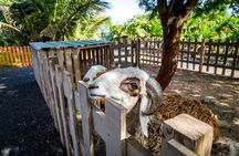 Postcards of Sal Tour with Kite Beach and Local Lunch