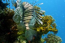 Intro diving for beginners and Red Sea cruise in Sharm El Sheikh
