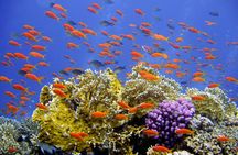 Ras Mohamed pirates adventure from Sharm El Sheikh
