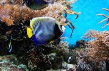 Ras Mohamed pirates adventure from Sharm El Sheikh
