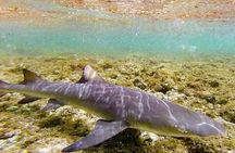Sal Lemon Shark Experience