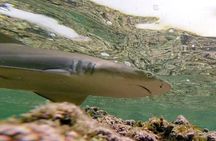 Sal Lemon Shark Experience