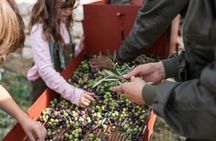 Ronda and Olive Oil Tasting Tour from Malaga
