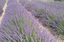 Provence at your own pace private tour