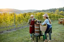Insiders Wine Tasting Experience in Willamette Valley