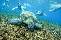 Snorkeling Day Trip to Ko Tao and Koh Nangyuan with Meals