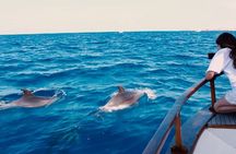 Cetacean Watching Cruise by Barrier Free Boat