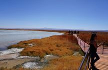 Cejar and Tebenquiche Lagoons guided tour