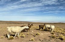 Altiplanic lagoons and Atacama Salt Flat full-day trip with lunch