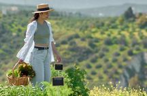 Ogranic Farm Guided Tour with Salad-Making Experience