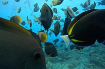 Nusa Penida snorkeling experience with Bali pickup
