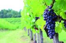 Full-day wine tour in the Medoc region