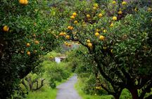 Gran Canaria Food Tour with Distillery Visit and Lunch