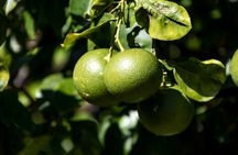 Gran Canaria Food Tour with Distillery Visit and Lunch
