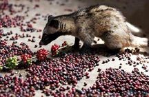 Kanto Lampo Waterfall and Tegalalang rice terraces private tour